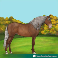Horse Color:Gray Silver Sable Champagne 
