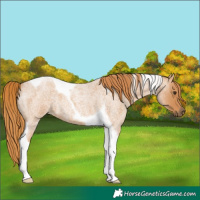Horse Color:Red Roan Tobiano 