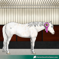 Horse Color:Cremello Appaloosa
