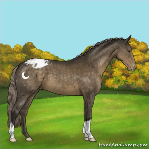 Horse Color:Chocolate Palomino Appaloosa 