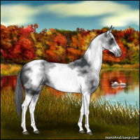 Horse Color:White Spotted Black Splash Tobiano Frame Varnish 