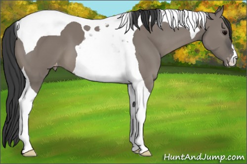 Horse Color:Grullo Tobiano Appaloosa 