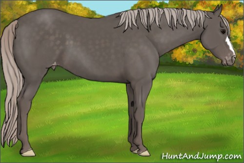 Horse Color:Silver Black Appaloosa 