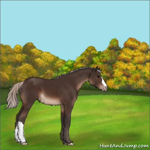 Horse Color:Silver Brown Appaloosa 