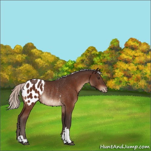 Horse Color:Silver Brown Appaloosa Rabicano 