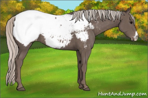 Horse Color:Silver Black Appaloosa 