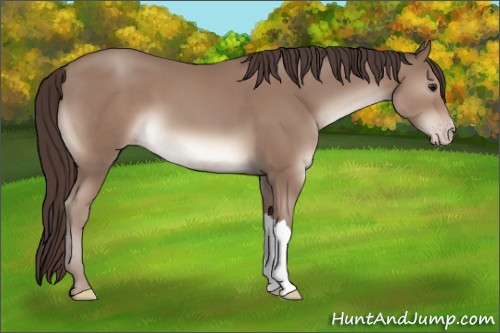Horse Color:Classic Champagne 