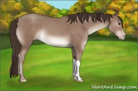 Horse Color:Classic Champagne 