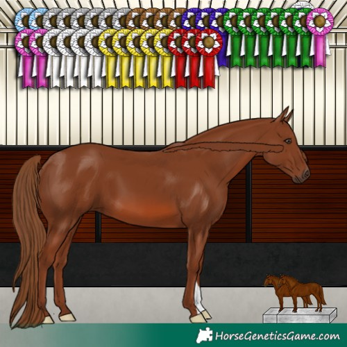Horse Color:Chestnut 