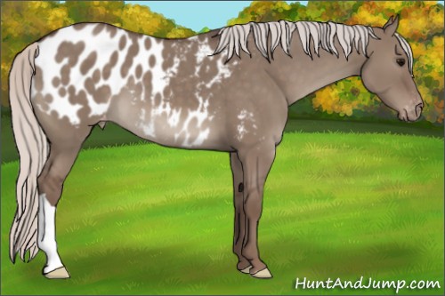 Horse Color:Silver Grullo Appaloosa 