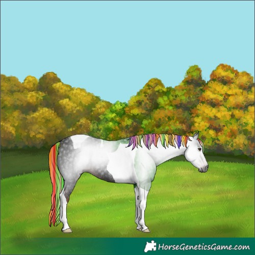 Horse Color:Gray Painted Liver Chestnut Tobiano 