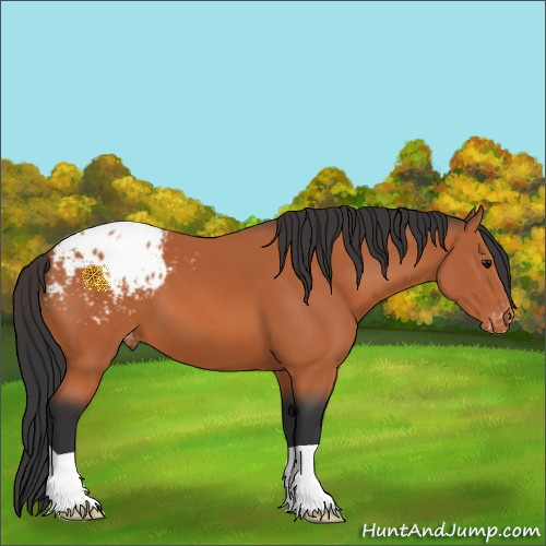 Horse Color:Bay Appaloosa 