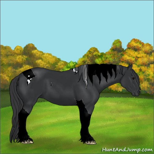 Horse Color:Black Tobiano