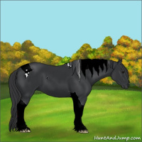Horse Color:Black Tobiano 