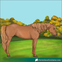 Horse Color:Chestnut 