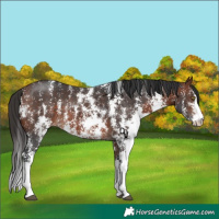 Horse Color:Bay Sabino Rabicano 