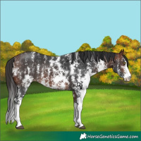 Horse Color:Bay Sabino Rabicano 