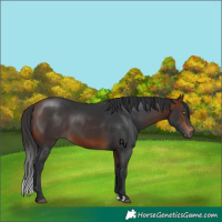 Horse Color:Bay 