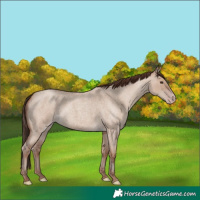 Horse Color:Classic Champagne Roan Dun Rabicano 