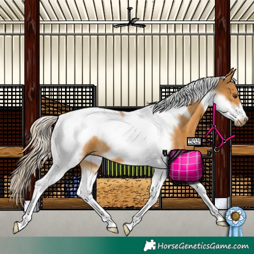 Horse Color:Palomino Tobiano Frame 