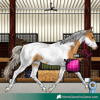 Horse Color:Palomino Tobiano Frame 