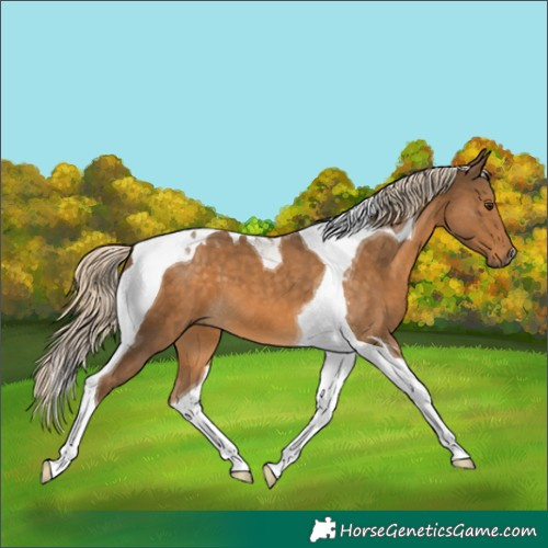 Horse Color:Chocolate Palomino Tobiano 