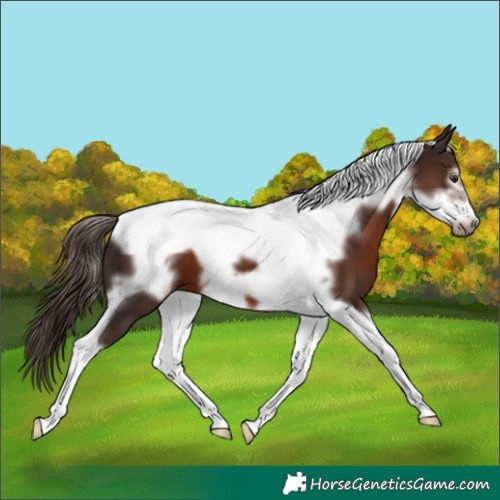 Horse Color:Liver Chestnut Tobiano Frame 