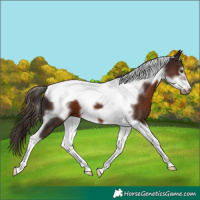 Horse Color:Liver Chestnut Tobiano Frame 