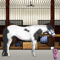 Horse Color:Black Tobiano Frame