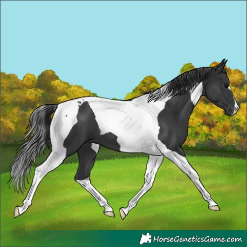 Horse Color:Black Tobiano 