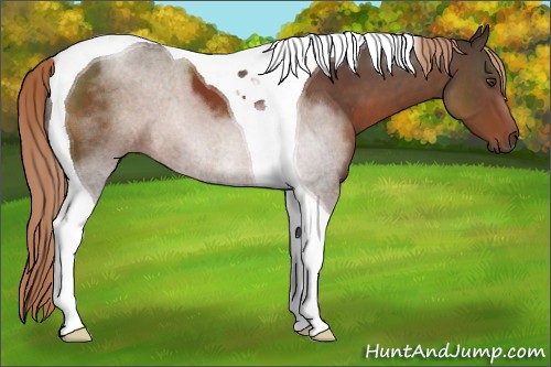 Horse Color:Liver Chestnut Tobiano 