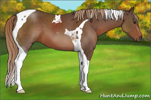 Horse Color:Liver Chestnut Tobiano 
