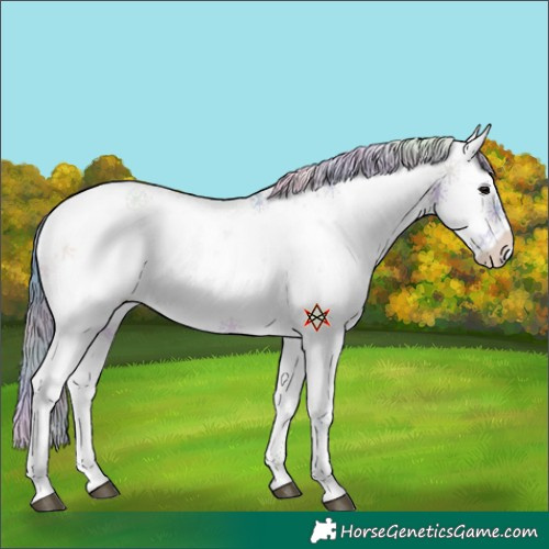 Horse Color:Nacre Watercolor Bay Onyx Sabino Appaloosa 