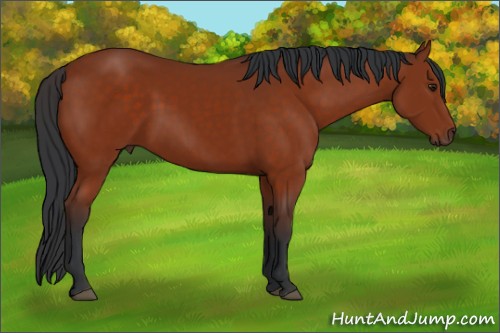 Horse Color:Brown 