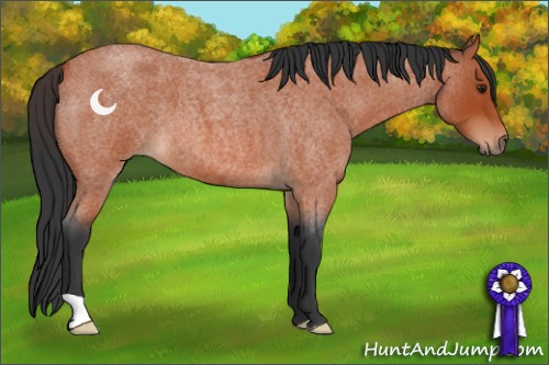 Horse Color:Brown Roan 