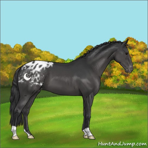 Horse Color:Black Appaloosa 