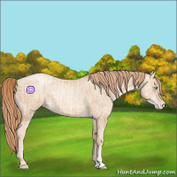 Horse Color:Gold Champagne Pearl Rabicano  and Gold Champagne Pearl Dun Rabicano 