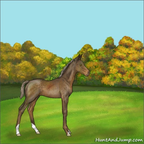 Horse Color:Chocolate Palomino 
