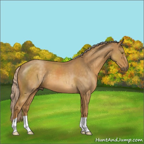Horse Color:Palomino Roan 