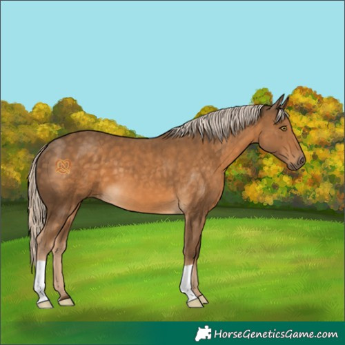 Horse Color:Chocolate Palomino 