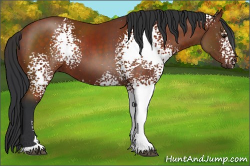 Horse Color:White Spotted Brown Sabino 
