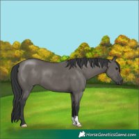 Horse Color:Grullo 
