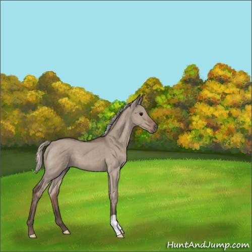 Horse Color:Silver Grullo Roan 
