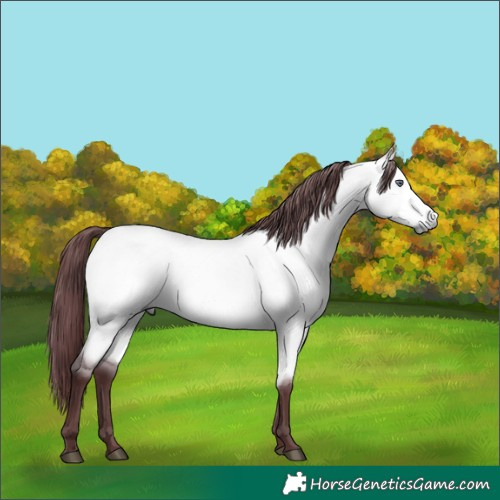 Horse Color:Chocolate Buckskin Chinchilla Dun 