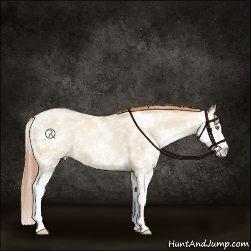 Horse Color:Classic Champagne Pearl Dun Sabino Splash 