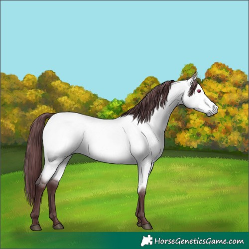 Horse Color:Chocolate Buckskin Chinchilla Dun 