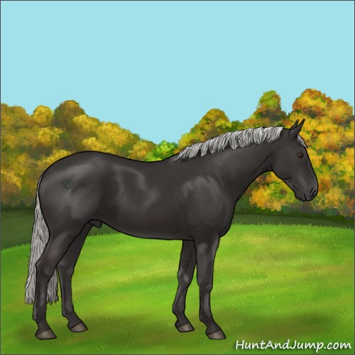 Horse Color:Liver Chestnut Mushroom 
