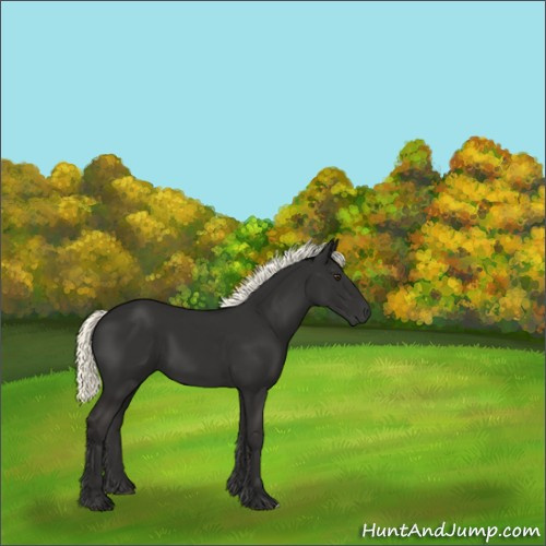 Horse Color:Liver Chestnut Mushroom 