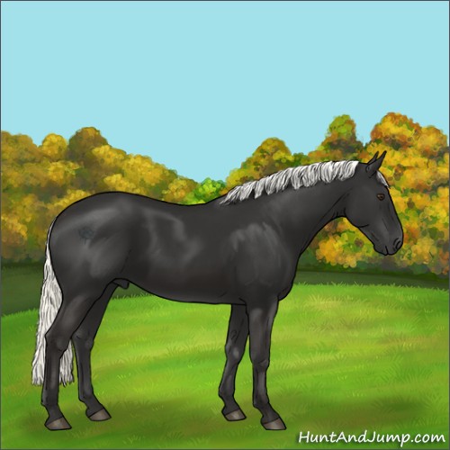 Horse Color:Liver Chestnut Mushroom 