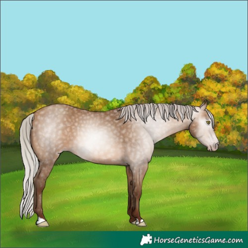 Horse Color:Gray Silver Sable Champagne 